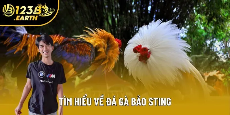 Tìm hiểu về đá gà Bảo Sting