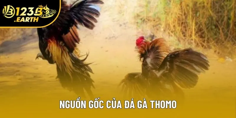 Nguồn gốc của đá gà thomo Nguồn gốc của đá gà thomo